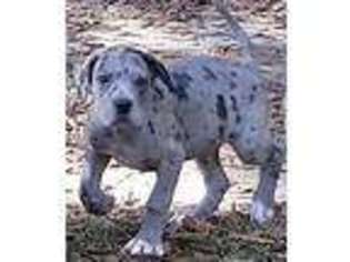 Great Dane Puppy for sale in Ozark, AL, USA