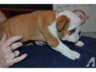 Bulldog Puppy for sale in LEWISTOWN, MT, USA