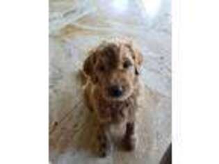 Goldendoodle Puppy for sale in Laveen, AZ, USA
