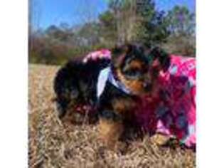Yorkshire Terrier Puppy for sale in Jayess, MS, USA