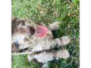 Mutt Puppy for sale in Mcpherson, KS, USA