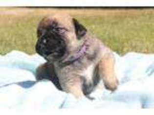 Boerboel Puppy for sale in Lake Stevens, WA, USA