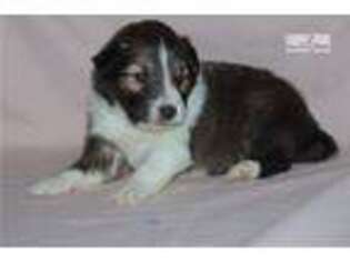 Shetland Sheepdog Puppy for sale in Springfield, MO, USA