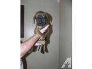 Mutt Puppy for sale in BAINBRIDGE, OH, USA