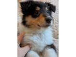 Collie Puppy for sale in Wonder Lake, IL, USA