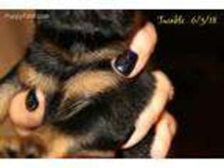 Brussels Griffon Puppy for sale in Dublin, GA, USA