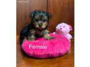 Yorkshire Terrier Puppy for sale in Biloxi, MS, USA