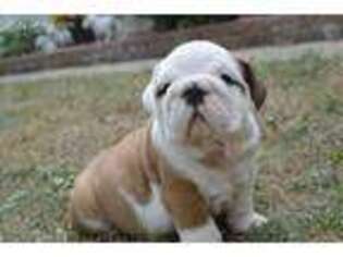 Bulldog Puppy for sale in Germantown, OH, USA