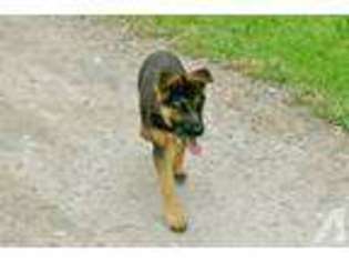 German Shepherd Dog Puppy for sale in TRENTON, TX, USA