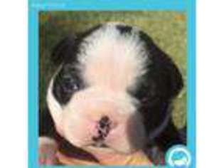 Boston Terrier Puppy for sale in Hudson, FL, USA