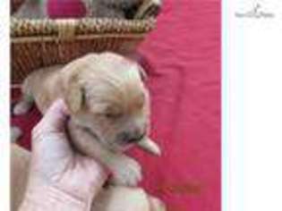 Golden Retriever Puppy for sale in Manhattan, KS, USA