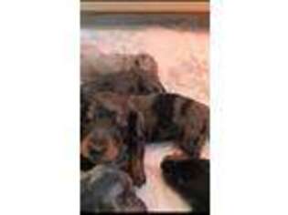 Dachshund Puppy for sale in West Columbia, SC, USA