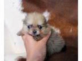 Pomeranian Puppy for sale in Sanderson, TX, USA