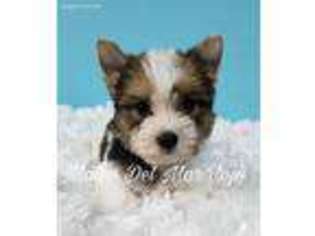 Yorkshire Terrier Puppy for sale in Santa Maria, CA, USA
