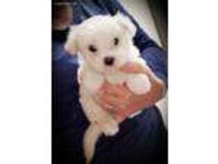 Maltese Puppy for sale in Kite, GA, USA