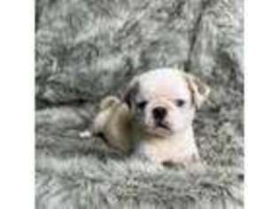 Pug Puppy for sale in Hillsboro, OH, USA