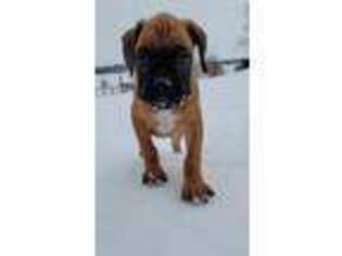 Boxer Puppy for sale in Middlebury, IN, USA