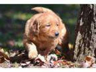 Golden Retriever Puppy for sale in LEXINGTON, NC, USA