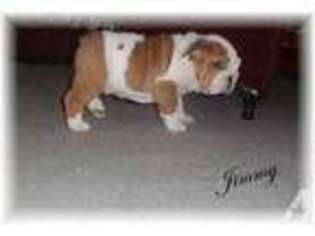 Bulldog Puppy for sale in SEYMOUR, IN, USA