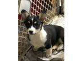 Pembroke Welsh Corgi Puppy for sale in Scurry, TX, USA