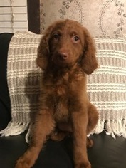 Goldendoodle Puppy for sale in Nottingham, NH, USA