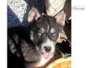 Siberian Husky Puppy for sale in Joplin, MO, USA