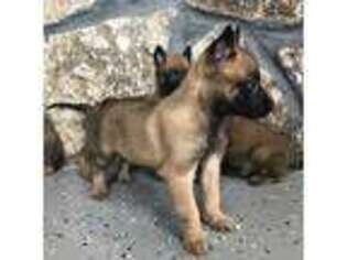 Belgian Malinois Puppy for sale in Lithonia, GA, USA