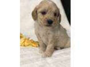 Goldendoodle Puppy for sale in Middlebury, IN, USA