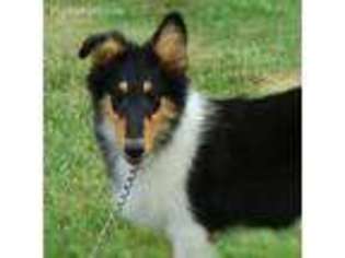 Collie Puppy for sale in Nowata, OK, USA