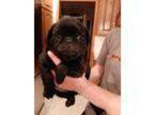 Pug Puppy for sale in Whitelaw, WI, USA