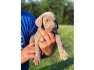 Weimaraner Puppy for sale in Royston, GA, USA