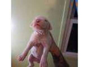 Dogo Argentino Puppy for sale in Lincoln, NE, USA