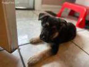 German Shepherd Dog Puppy for sale in Bridgeport, CT, USA