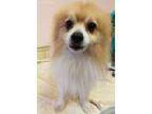 Pomeranian Puppy for sale in Supply, NC, USA