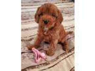 Cavapoo Puppy for sale in Corsicana, TX, USA