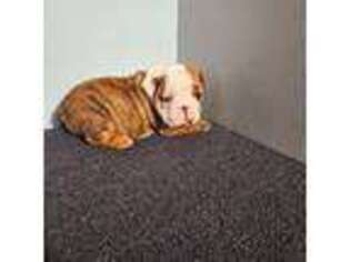 Bulldog Puppy for sale in Orange City, IA, USA