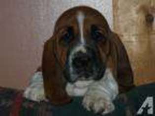 Basset Hound Puppy for sale in HAYDEN, CO, USA
