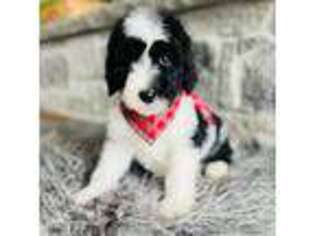 Mutt Puppy for sale in Natural Bridge, VA, USA