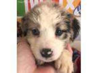 Miniature Australian Shepherd Puppy for sale in Hebron, IN, USA