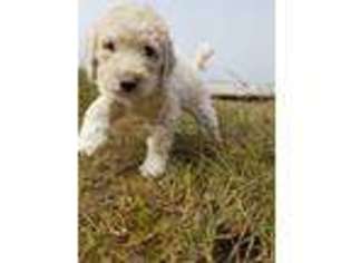 Labradoodle Puppy for sale in Bandon, OR, USA