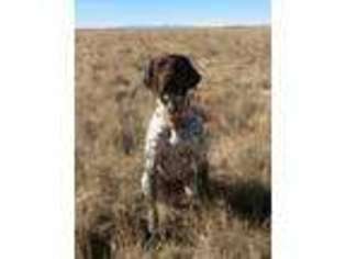 German Shorthaired Pointer Puppy for sale in Colorado Springs, CO, USA