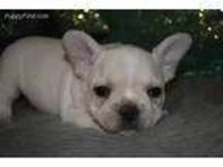 French Bulldog Puppy for sale in Browning, MO, USA