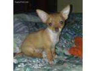 Chihuahua Puppy for sale in Warwick, RI, USA