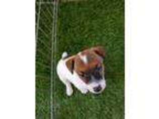 Jack Russell Terrier Puppy for sale in Chula Vista, CA, USA