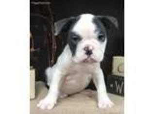 Bulldog Puppy for sale in Blountville, TN, USA