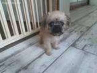 Brussels Griffon Puppy for sale in Montgomery, AL, USA