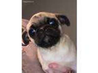 Frenchie Pug Puppy for sale in Holly, MI, USA