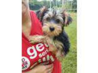 Yorkshire Terrier Puppy for sale in Russellville, KY, USA