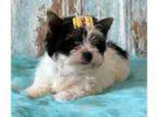 Biewer Terrier Puppy for sale in Jonestown, PA, USA