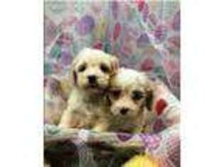 Cavachon Puppy for sale in East Bridgewater, MA, USA